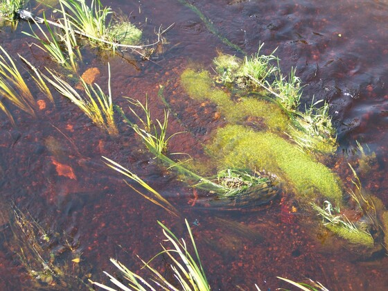 Ostindische Gewürzinsel