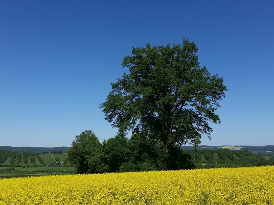 Am Hohberg