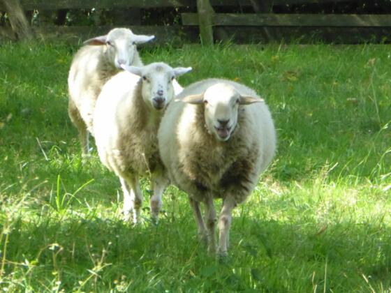 Schafe am Tierheim