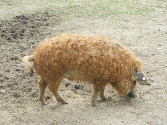 Kulmbacher Weideschweine-Bauer Schramm