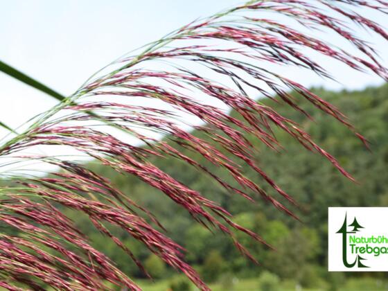 Naturbühne Trebgast