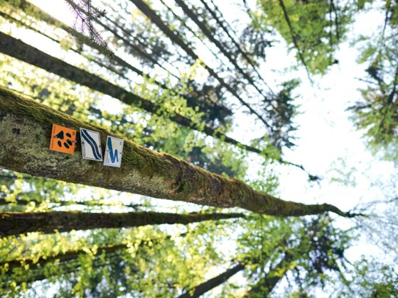 Flusswanderweg/Luchspfad Bayerisch Eisenstein