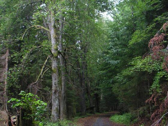 Der Wanderweg nach Markt Eisenstein auf der tschechischen Seite.