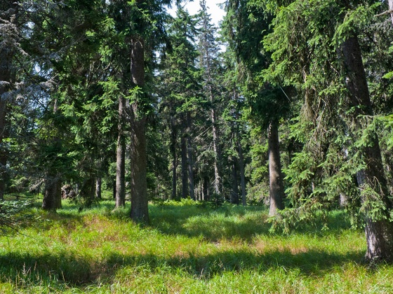Im Bayerischen Wald