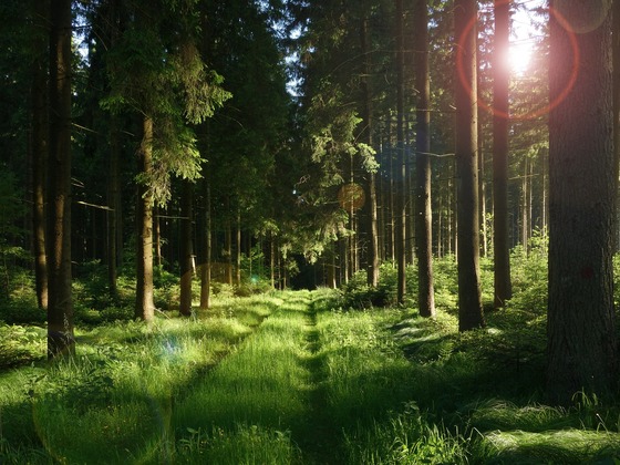 Waldweg