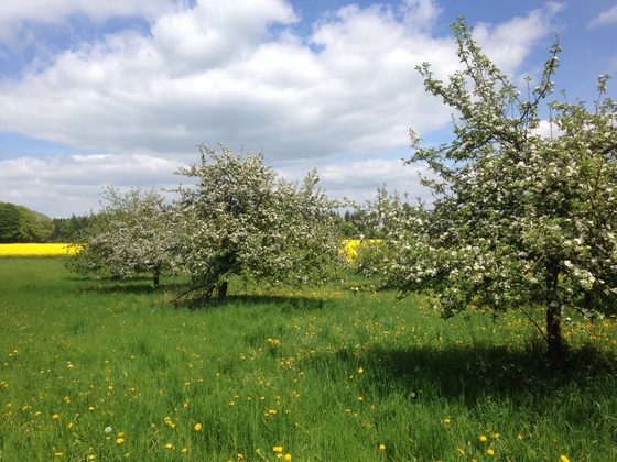 Apfelblüte