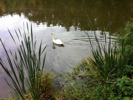 Schwan