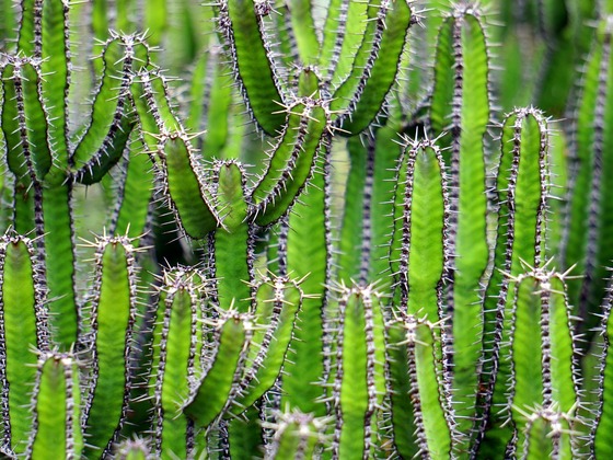 Botansicher Garten