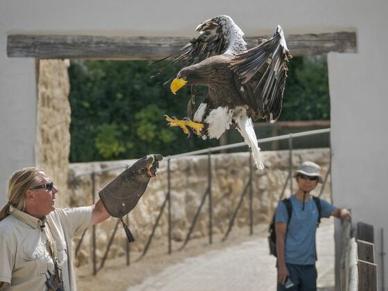 Flugschau der Greifvögel, Falkenhof Rosenburg in Riedenburg