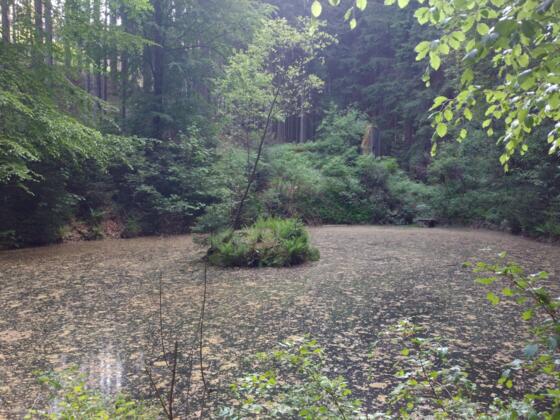 Am Teich