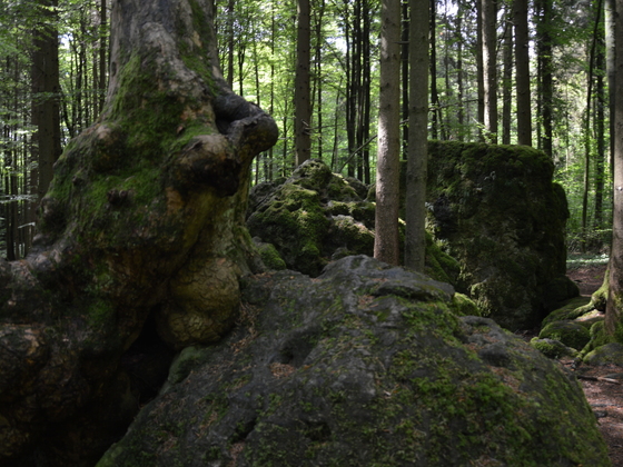 Im Druidenhain
