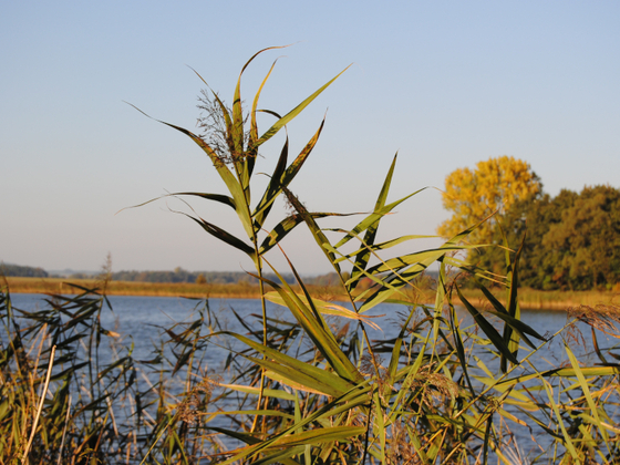 Kauerlacher Weiher