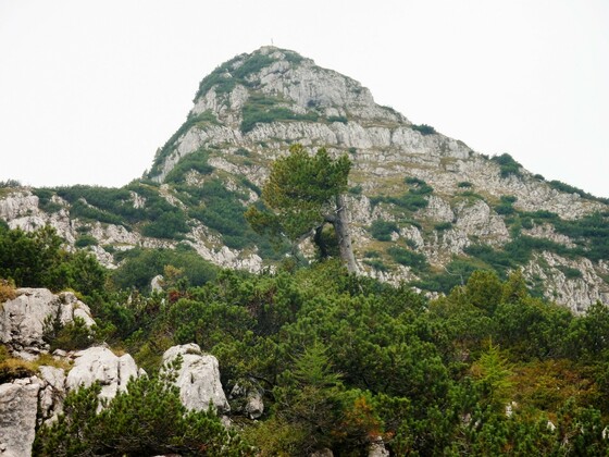 Edelweißlahner 1953 m.