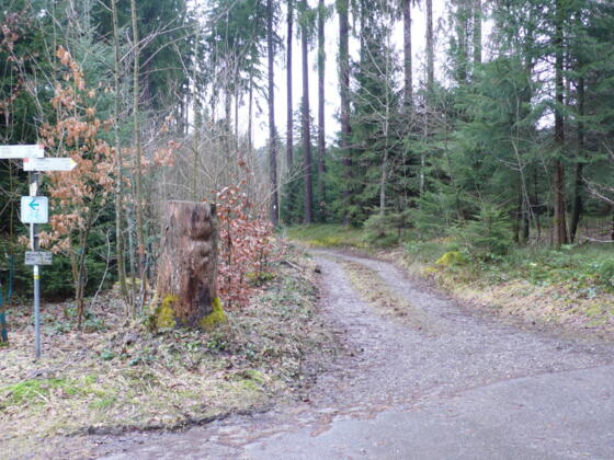 Waldweg zum Hengelesweiher