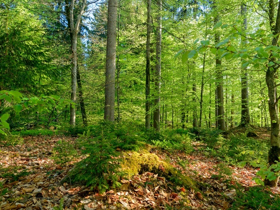 Gschwendwald