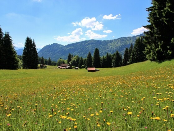 Bergwiesen bei der Gundhütte
