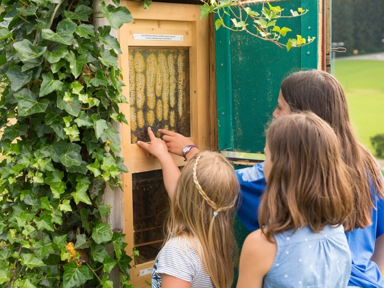 Einblick in ein Bienenvolk