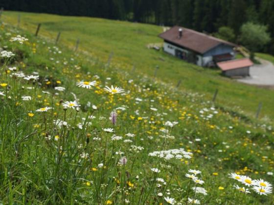 Weissenalm - © HeimatEntdeckerTouren
