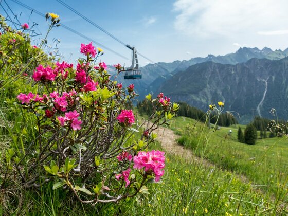 Alpenblüte am Fellhorn