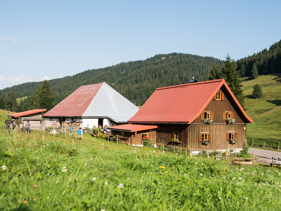 Alpe Schwattwald im Rohrmoostal