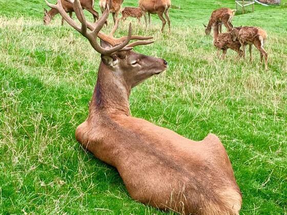 Wildgehege in Balderschwang im Allgäu