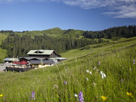 Eingebettet in grünen Wiesen und umgeben von grasenden Kühen
