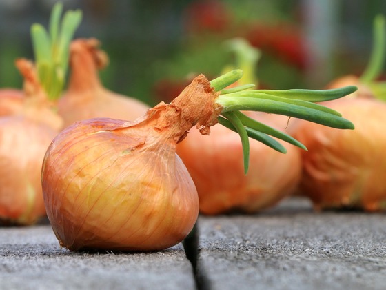 onion-1507519_1920_klimkinatpixabay