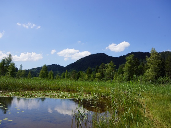 Schwansee