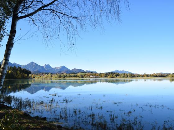 Forggensee mit Allgäuer Alpen im Hintergrund