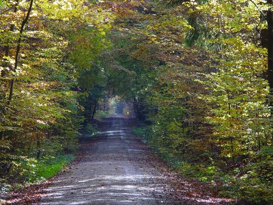 Schöner Weg durch den Wald