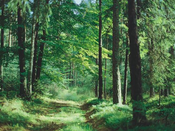 Paintner Forst