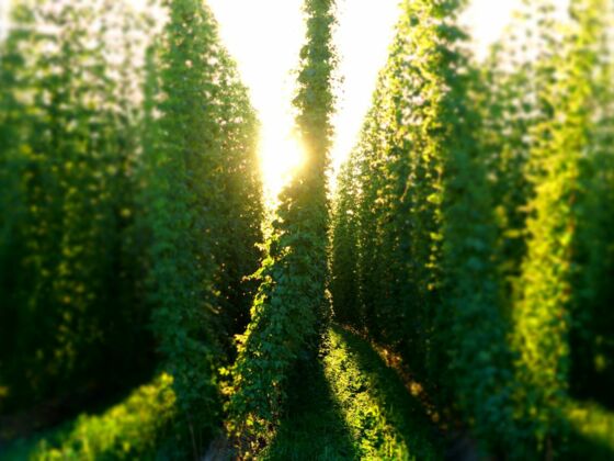 Hopfengarten in der Abendsonne