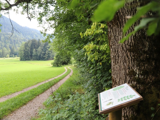 Weg WaldApotheke