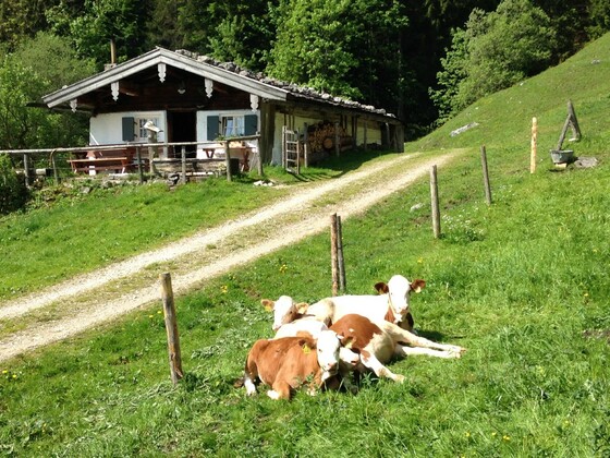 Wandern zu den Dalsenalmen