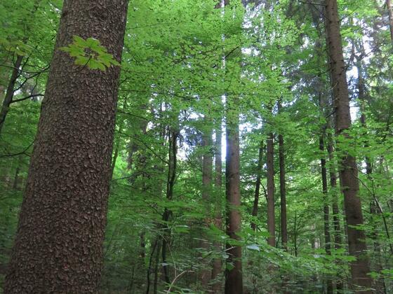 Waldbaden