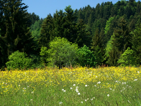 Waldlehrpfad Scheidegg