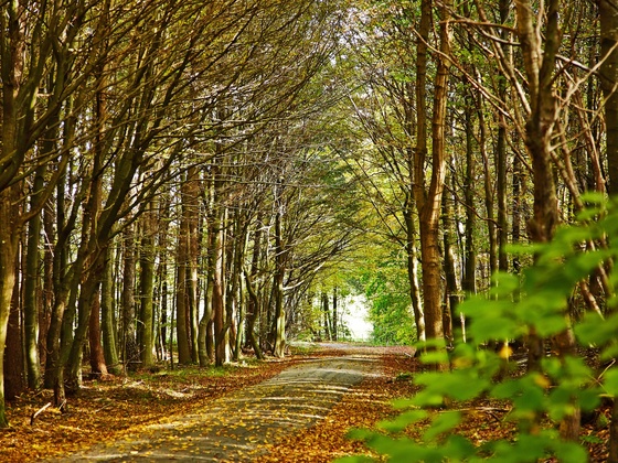 Naturerlebnis Wald