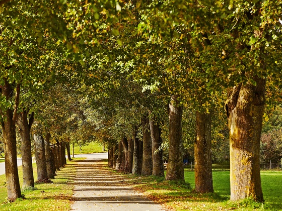 Alte Bäume und Alleen