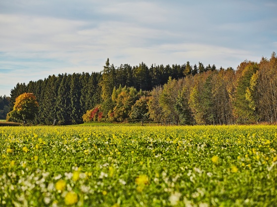 Wiesenerlebnis