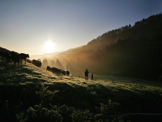 Viehscheid in Gunzesried