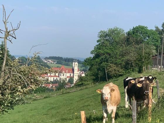 An der Viehweide entlang mit Blick auf die Basilika