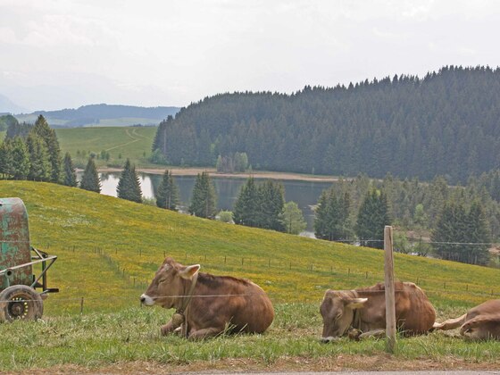 Eschacher Weiher