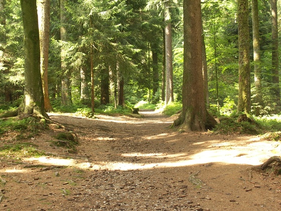 Schöne Waldwege begleiten unseren Weg.
