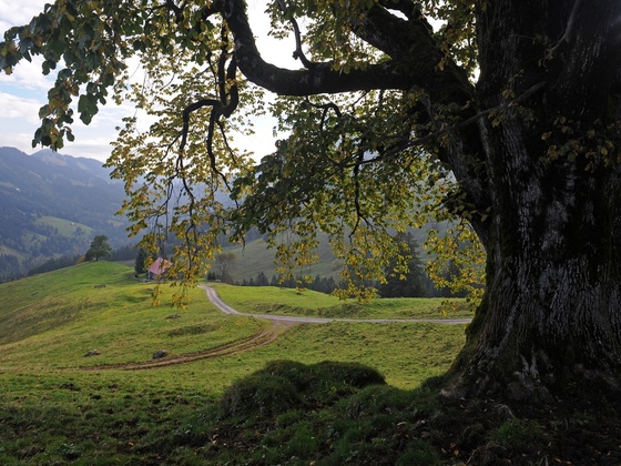Bergulme auf dem Weg zur Oberstiegalpe