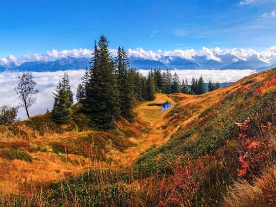 Herbstliche Moorlandschaft am Wannenkopf