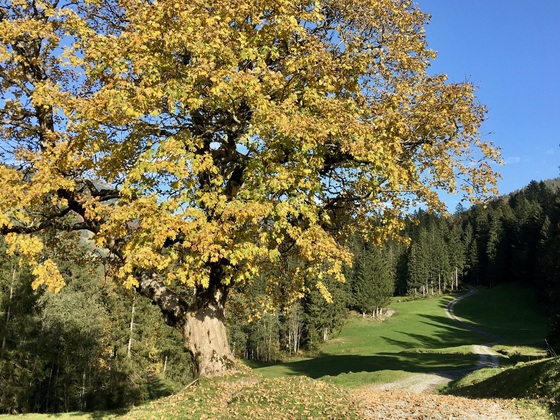 Ahorn im Herbst
