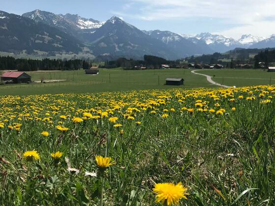 Löwenzahnfrühling im Allgäu
