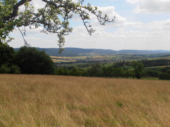 Panoramablick vom Waldrand bei Eichelsbach