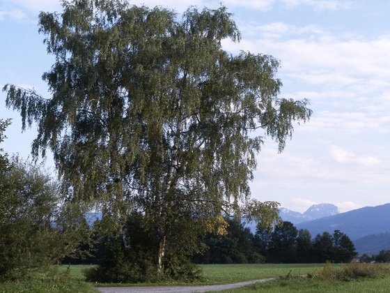 Au Kohlbach