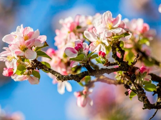 Apfelblüte